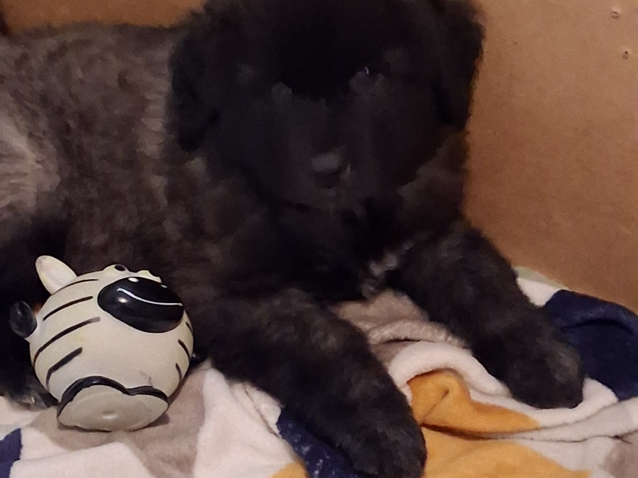 Rare and beautiful ESTRELA MOUNTAIN DOGS. 7