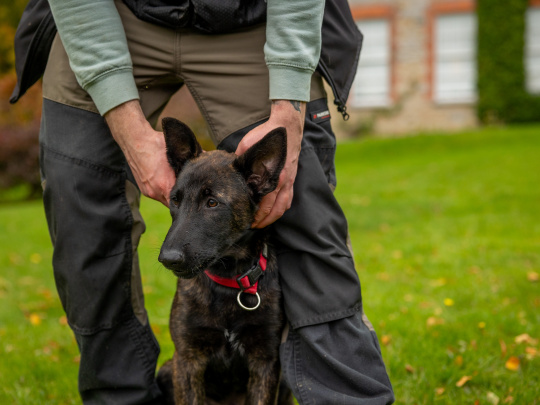 Working Dog & High-Drive Breed Trainer | Obedience, Recall & Behaviour | Kildare