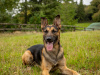 Working Dog & High-Drive Breed Trainer | Obedience, Recall & Behaviour | Kildare 2