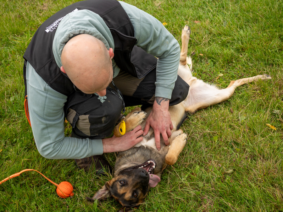 Working Dog & High-Drive Breed Trainer | Obedience, Recall & Behaviour | Kildare 3