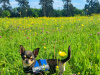Chihuahua stud dog 2