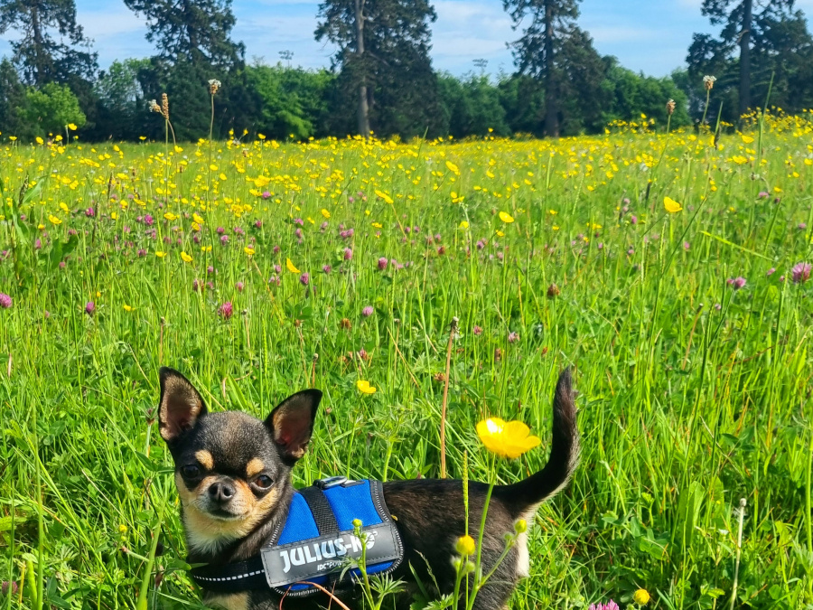 Chihuahua stud dog 2