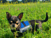 Chihuahua stud dog 3