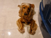 Beautiful dogs for sale 5