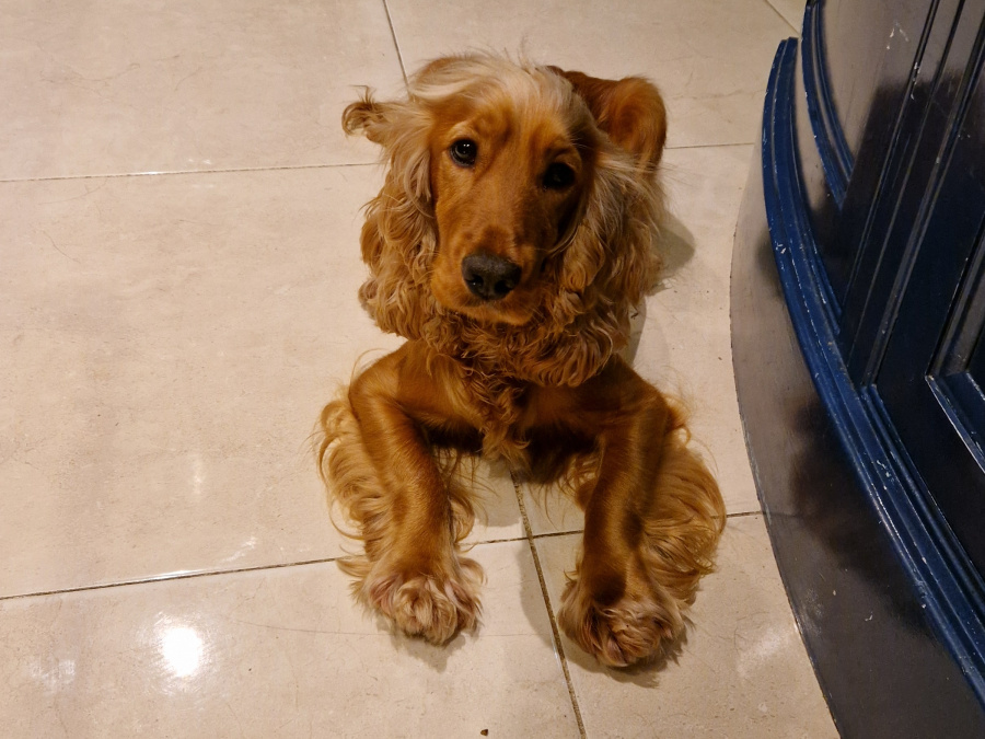 Beautiful dogs for sale 5
