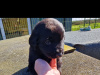 Beautiful dogs for sale 6