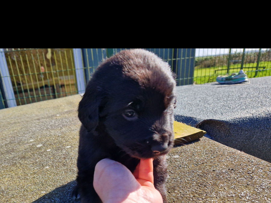 Beautiful dogs for sale 6