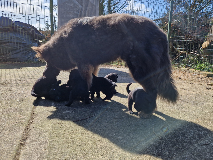 Beautiful dogs for sale 4