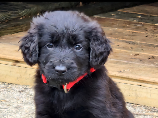 Beautiful dogs for sale