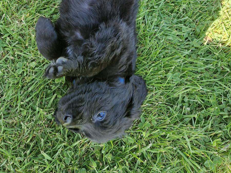 Beautiful dogs for sale 3