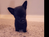 Beautiful teacup chihuahua puppy 3