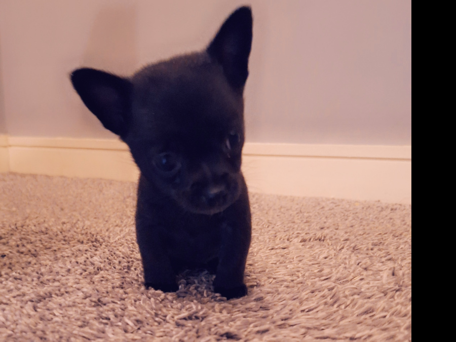 Beautiful teacup chihuahua puppy 3