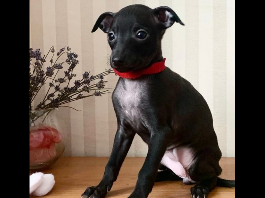 TINY ITALIAN GREYHOUNDS❤️❤️❤️❤️ 4