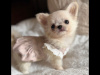 Tea cup chihuahua puppy 2