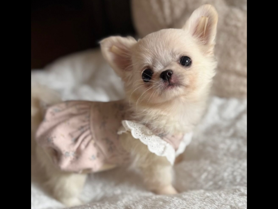 Tea cup chihuahua puppy 2