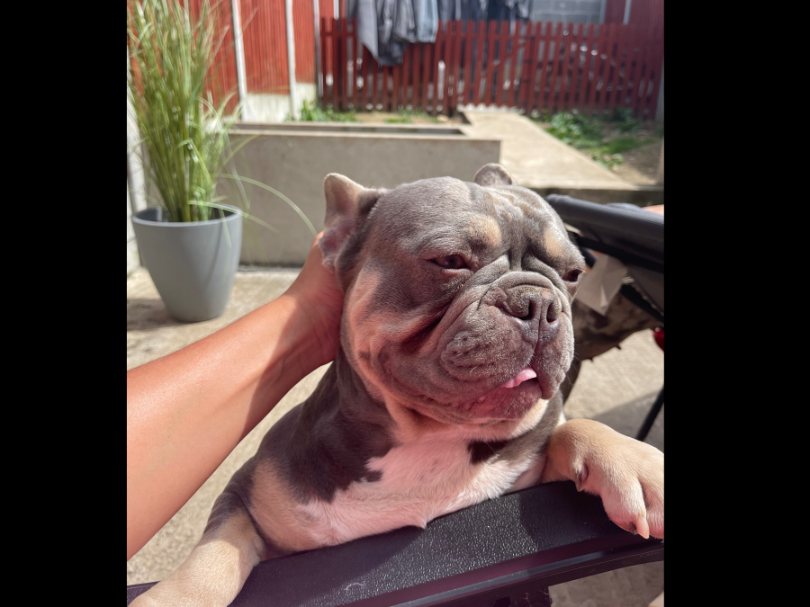 Blue/lilac Frenchie girl for sale 6
