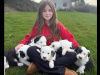 IKC Registered Old English Sheepdog puppies 5