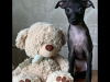 TINY ITALIAN GREYHOUNDS❤️❤️❤️❤️ 1