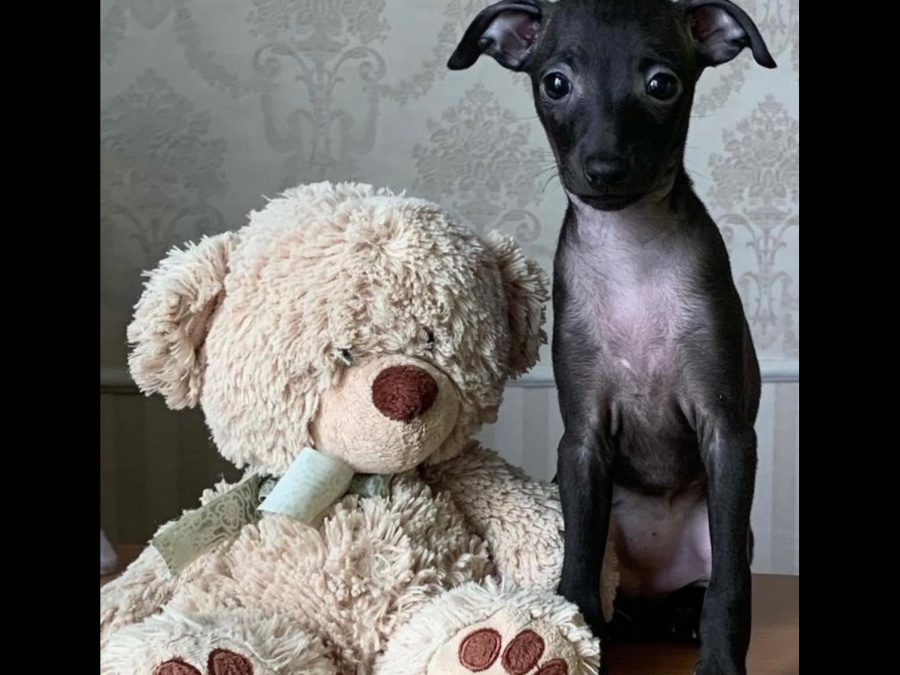 TINY ITALIAN GREYHOUNDS❤️❤️❤️❤️ 1
