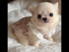 Tea cup chihuahua puppy 3