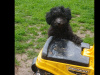 Toy poodle pups 2