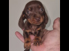 Miniature dachshund puppy 5