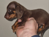 Miniature dachshund puppy 4