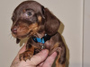 Miniature dachshund puppy 1