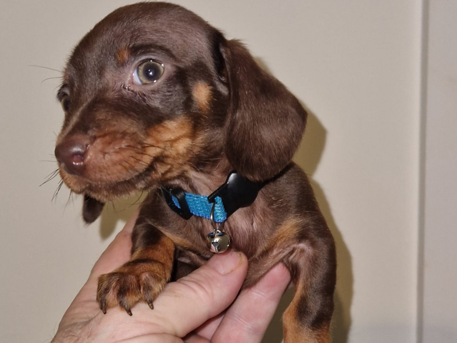 Miniature dachshund puppy 1