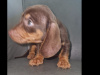 Miniature dachshund puppy 2