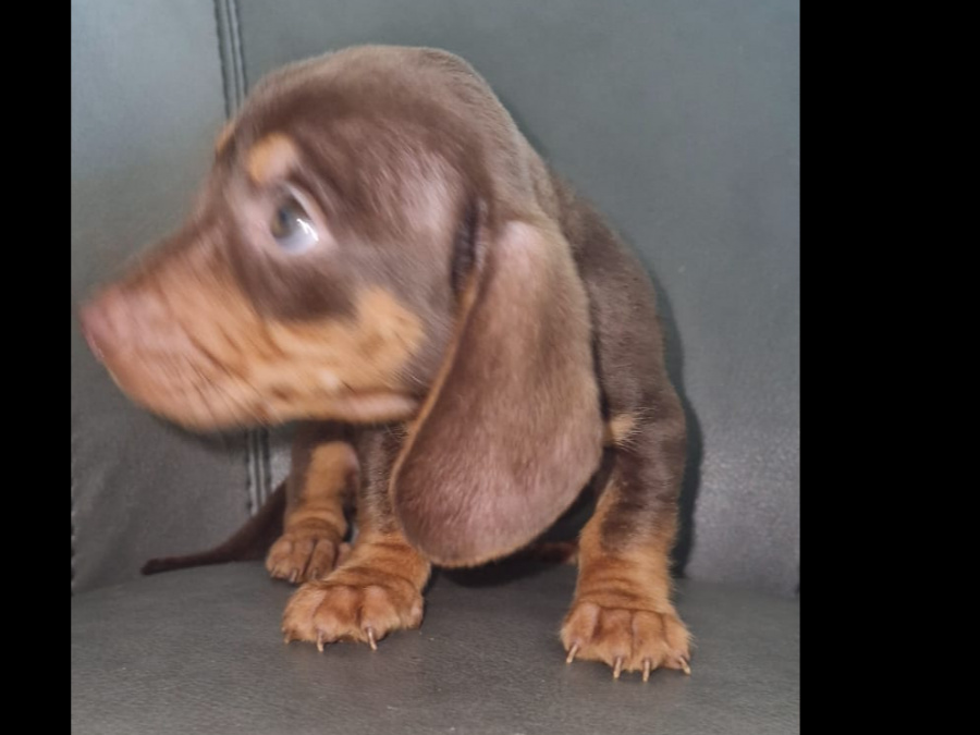 Miniature dachshund puppy 2