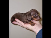 Miniature dachshund puppy 3