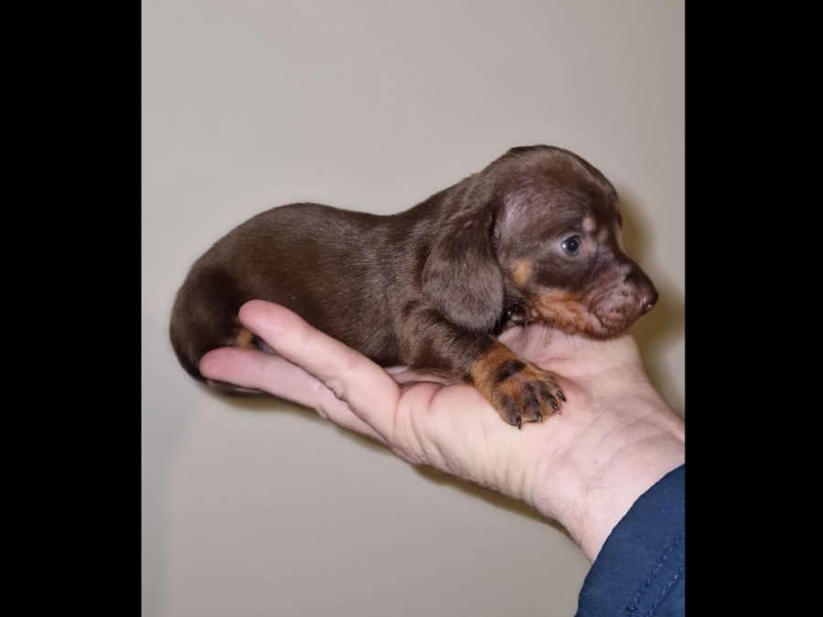 Miniature dachshund puppy 3