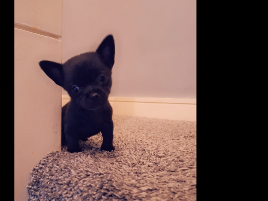 Beautiful teacup chihuahua puppy