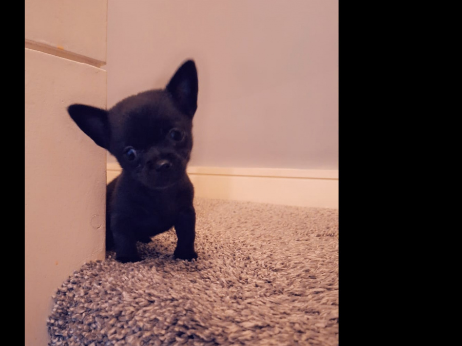 Beautiful teacup chihuahua puppy 1