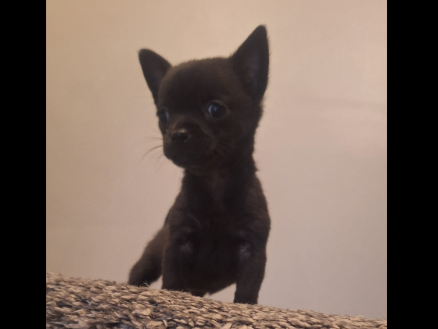 Beautiful teacup chihuahua puppy 2