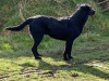 Labrador cross 3