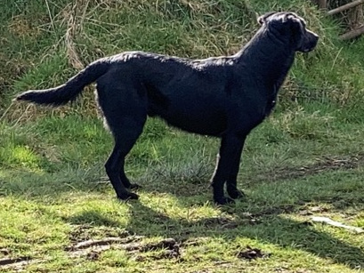 Labrador cross 3