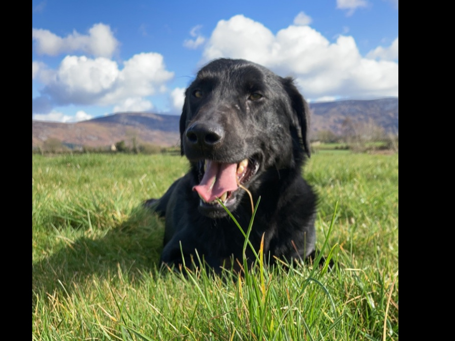 Labrador cross 1