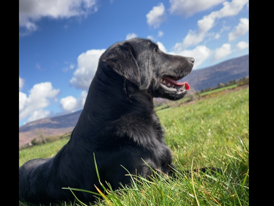 Labrador cross 2