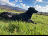 Labrador cross 5