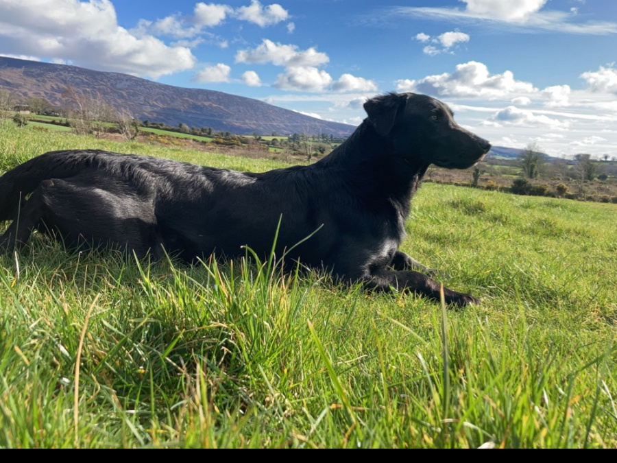 Labrador cross 5