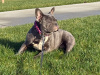 Blue French bulldog female pup 1
