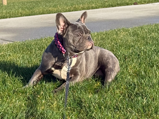 Blue French bulldog female pup