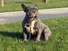 Blue French bulldog female pup 2