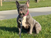 Blue French bulldog female pup 3