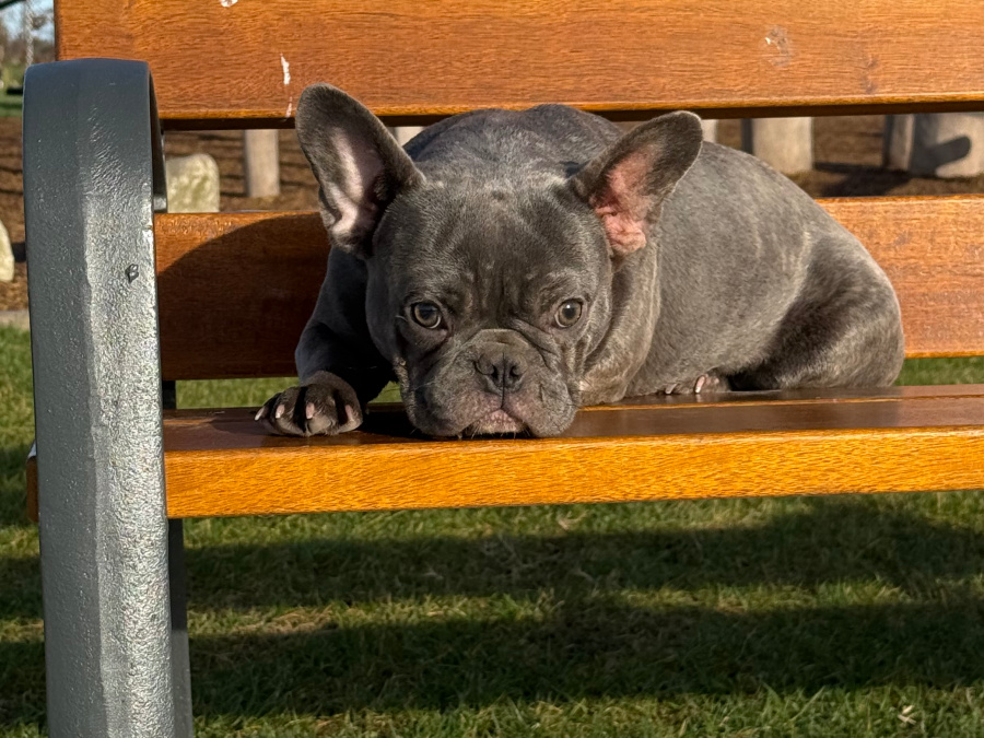 Blue French bulldog female pup 5