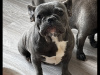 Blue/lilac Frenchie girl for sale 1