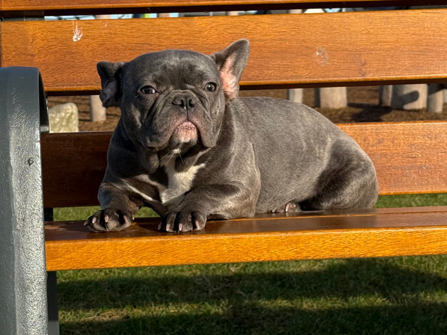 Blue French bulldog female pup 4