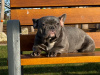 Blue/lilac Frenchie girl for sale 4